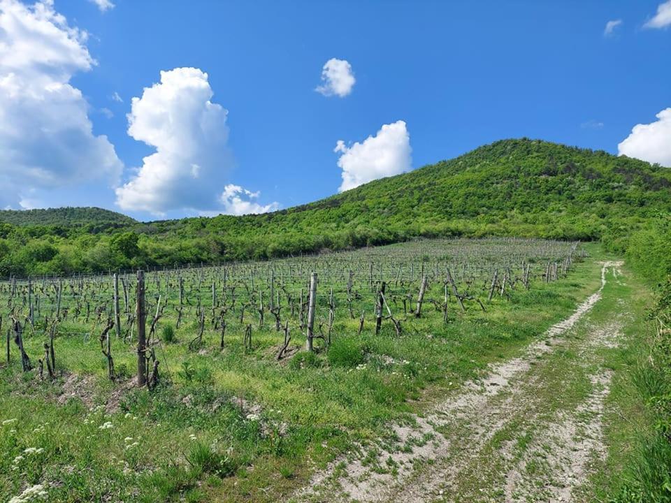 Via Tokaj Vendeghaz Apartment Sátoraljaújhely Екстериор снимка